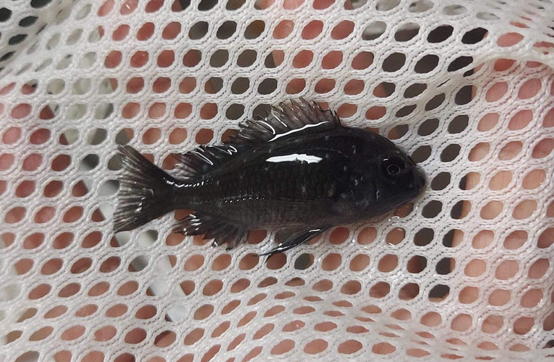TROPHEUS DUBOISI (WHITE SPOTTED CICHLID) 1.5 TO 2"