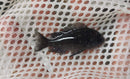 TROPHEUS DUBOISI (WHITE SPOTTED CICHLID) 1.5 INCH