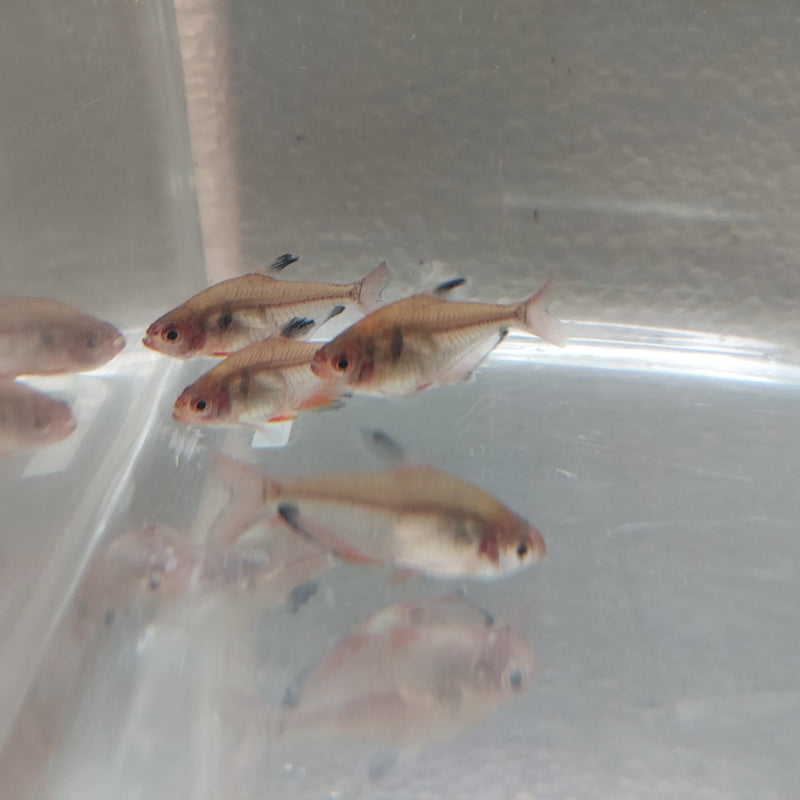 5 RED TETRA SERPAE/ RED MINOR SMALL ( Hyphessobrycon eques)