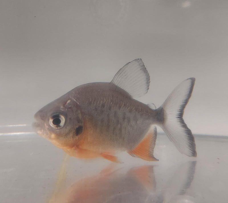 EXOTIC RED BELLY PACU 2.5 to 3 INCHES (Piaractus brachypomus) UNSEXED