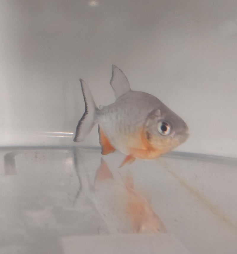 EXOTIC RED BELLY PACU 2.5 to 3 INCHES (Piaractus brachypomus) UNSEXED