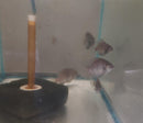 BEAUTIFUL BLACKBELT CICHLID 1.5 to 2 INCHES  UNSEXED (Vieja maculicauda)