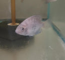 BEAUTIFUL BLACKBELT CICHLID 1.5 to 2 INCHES  UNSEXED (Vieja maculicauda)