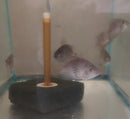 BEAUTIFUL BLACKBELT CICHLID 1.5 to 2 INCHES  UNSEXED (Vieja maculicauda)
