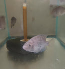 BEAUTIFUL BLACKBELT CICHLID 1.5 to 2 INCHES  UNSEXED (Vieja maculicauda)