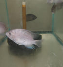 BEAUTIFUL BLACKBELT CICHLID 1.5 to 2 INCHES  UNSEXED (Vieja maculicauda)