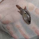 GRAMMODES CICHLID 1 TO 1.5" INCHES UNSEXED (Chiapaheros grammodes)