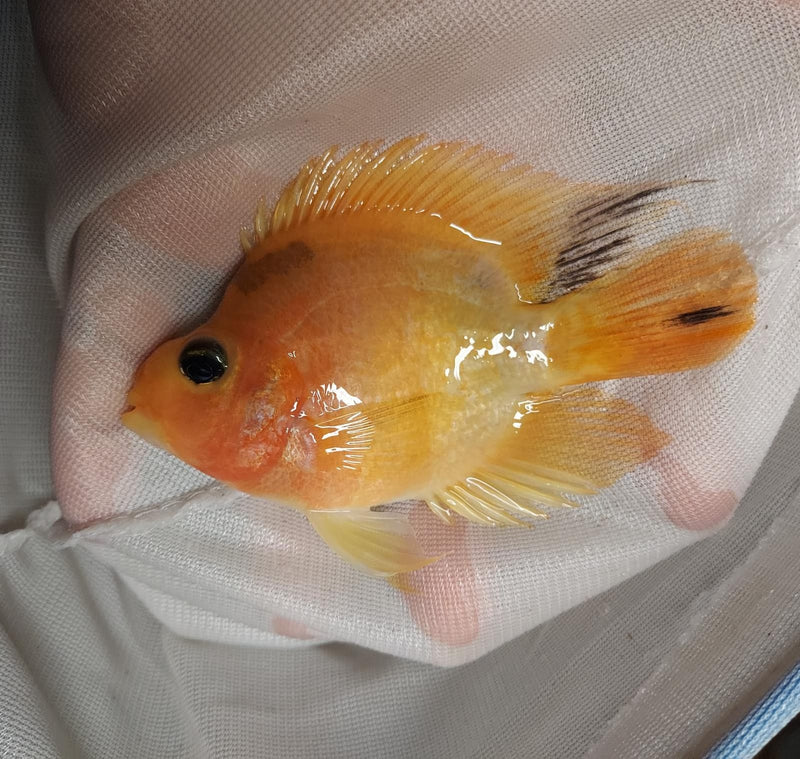 CUTE BLOOD PARROT CICHLID 2 INCHES UNSEXED