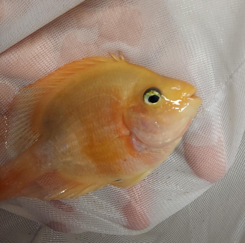 CUTE BLOOD PARROT CICHLID 2 INCHES UNSEXED