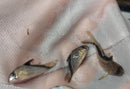 2 GREAT FALSE BANDIT CORY'S LARGE 1.5 INCHES (Corydoras melini)