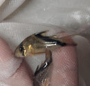 2 GREAT FALSE BANDIT CORY'S LARGE 1.5 INCHES (Corydoras melini)