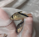 2 GREAT FALSE BANDIT CORY'S LARGE 1.5 INCHES (Corydoras melini)