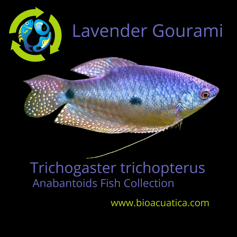 2 LAVENDER GOURAMI 1.5 TO 2" WONDERFUL ANABANTOIDS (Trichogaster trichopterus)