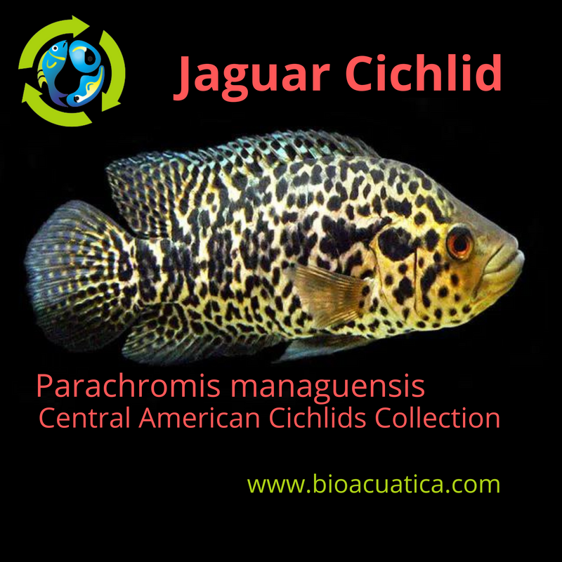 JAGUAR CICHLID +4" UNSEXED (Parachromis managuensis)