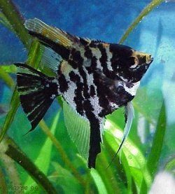 BEAUTIFUL MARBLE ANGELFISH VEILTAIL SILVER DOLLAR BODY SIZE