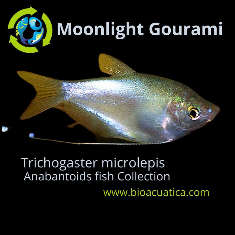 2 GORGEOUS MOONLIGHT GOURAMI 2 to 2.5 INCHES (Trichogaster microlepis)