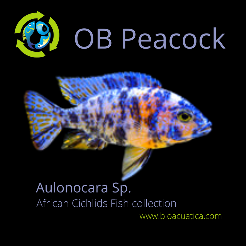 BEAUTIFUL OB PEACOCK MALE (Aulonocara Sp) 2.5 to 3 INCHES UNSEXED