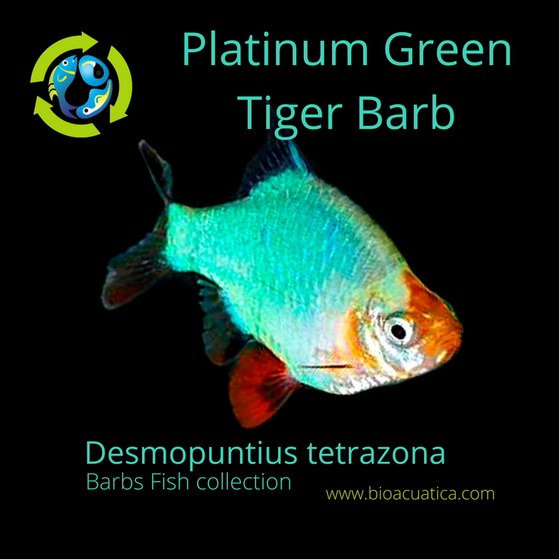 PLATINUM GREEN TIGER BARB MEDIUM SIZE (Desmopuntius tetrazona var)
