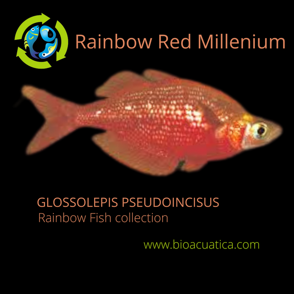 BEAUTIFUL RAINBOW RED MILLENIUM 2 INCHES UNSEXED (Glossolepis pseudoincisus)