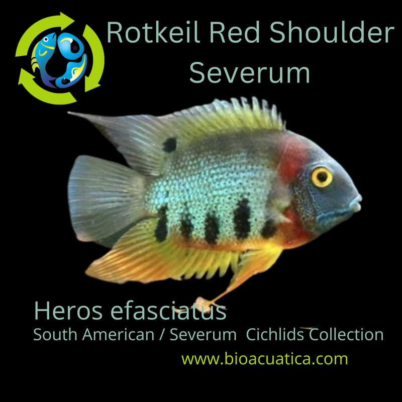 AWESOME ROTKEIL RED SHOULDER  SEVERUM 1.5" HEAD TO TAIL (Heros efasciatus)
