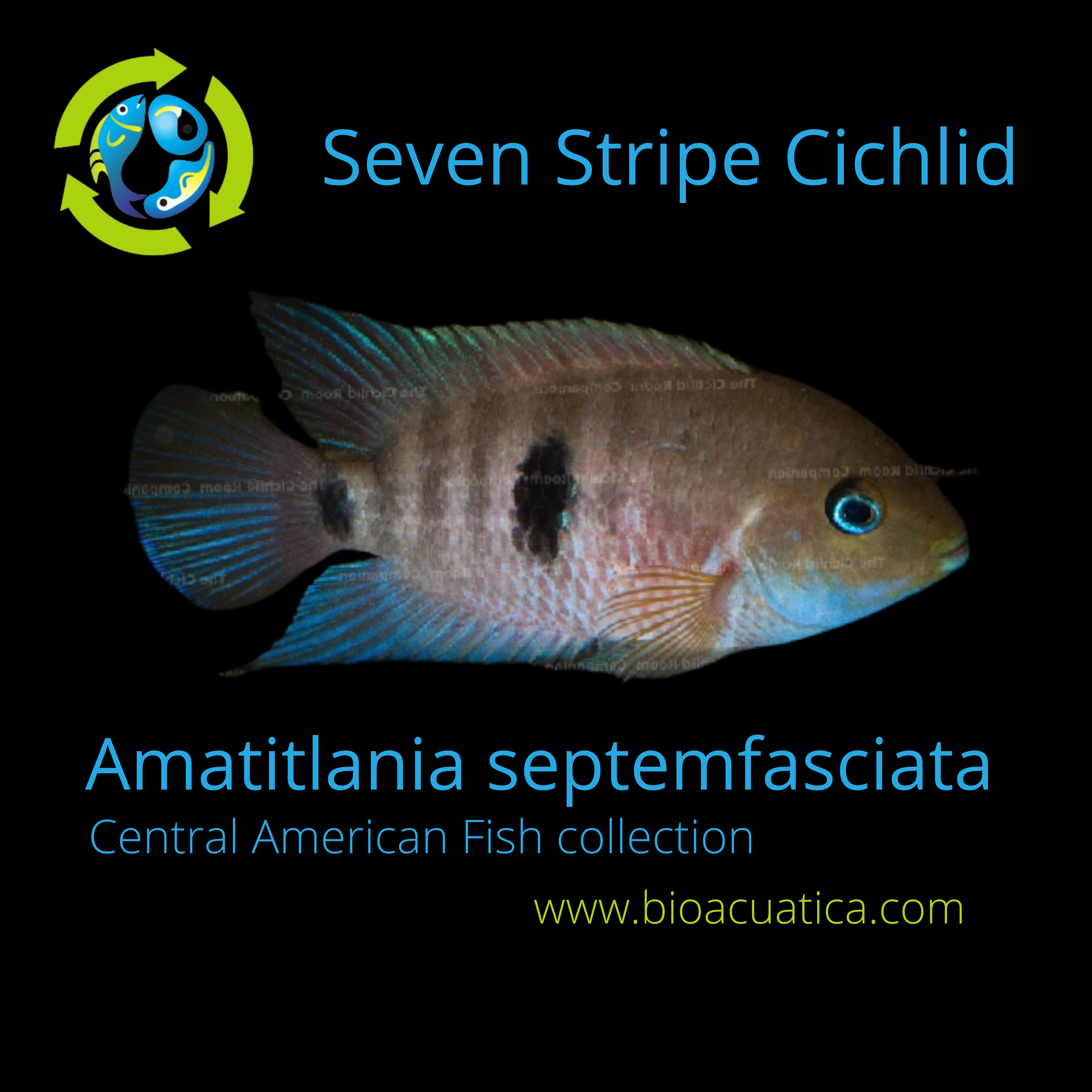 SEVEN STRIPE CICHLID 1.5 TO 2 INCHES UNSEXED (Amatitlania