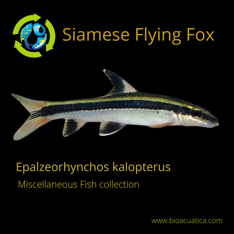 3 SIAMESE FLYING FOX ALGAE EATER 1" (Epalzeorhynchos kalopterus)