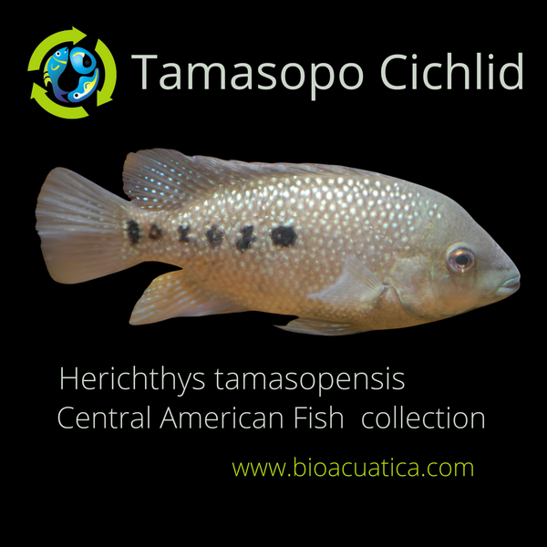 GREAT TAMASOPO CICHLID 1.5 INCHES UNSEXED ( Herichthys tamasopensis)