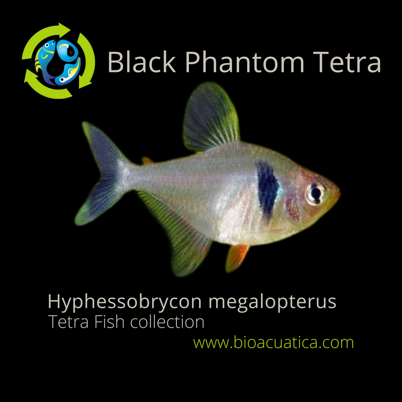 3 OUTSTANDING BLACK PHANTOM TETRA (Hyphessobrycon megalopterus)