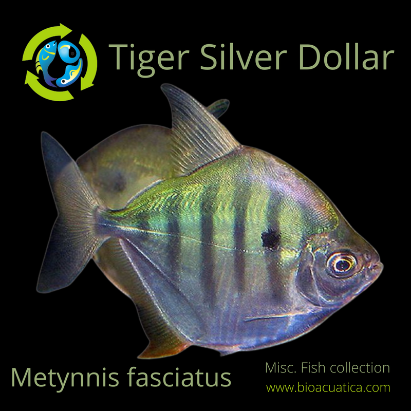 TIGER SILVER DOLLAR 3.5 INCHES (Metynnis fasciatus) HARD TO FIND