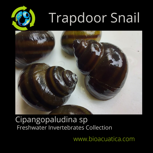 5 BEAUTIFUL TRAPDOOR SNAILS ALGAE EATER (Cipangopaludina sp)