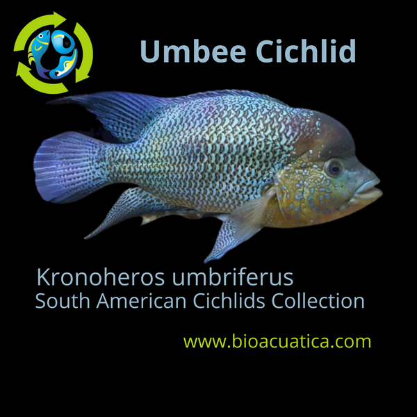 GREAT UMBEE CICHLID 2.75 TO 3 INCHES UNSEXED (Kronoheros umbriferus)