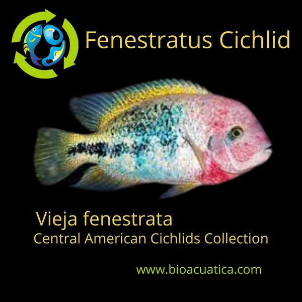 BEAUTIFUL & HEALTHY FENESTRATUS CICHLID 3 INCHES   (Vieja fenestrata)