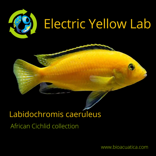 2 PACK BEAUTFUL ELECTRIC YELLOW LAB CICHLID UNSEXED 1.5" (Labidochromis caeruleus)