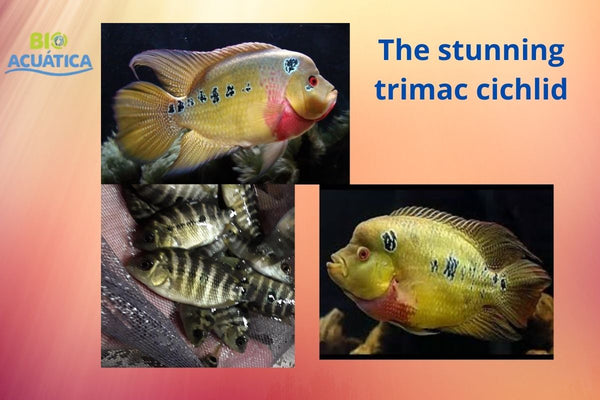 F1 STUNNING GOLD TRIMAC CICHLID 1 TO 1.5" (Cichlasoma trimaculatum) VERY RARE