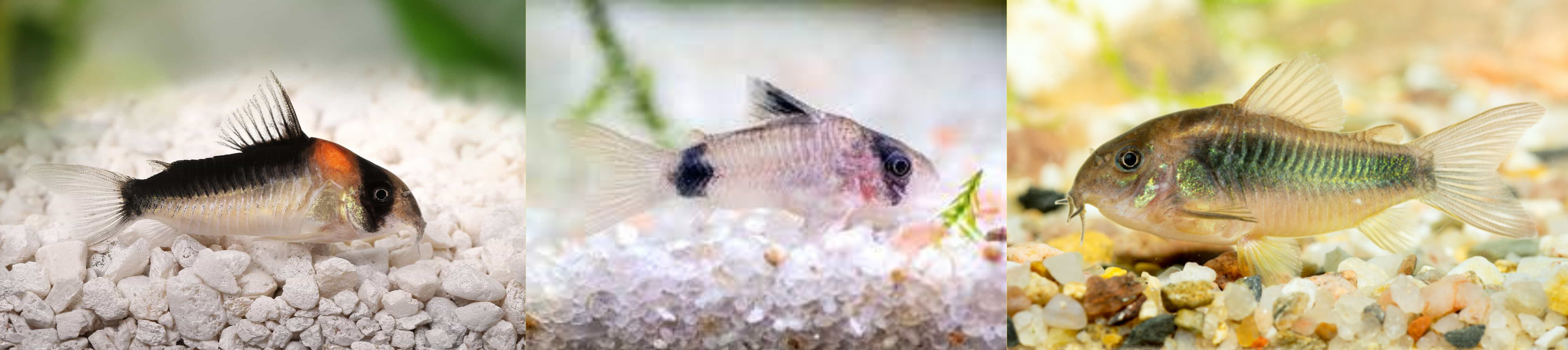 Corys
