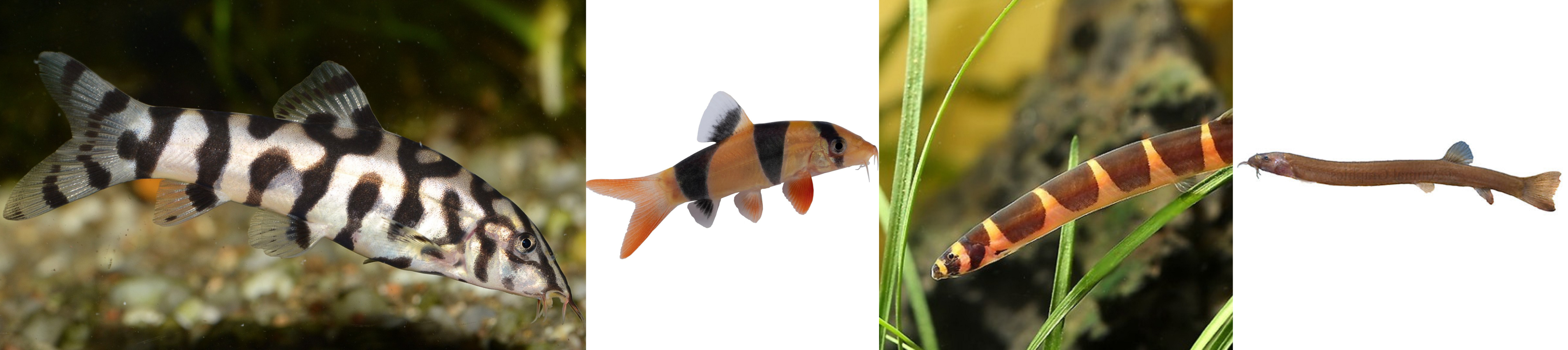 Botias & Loaches