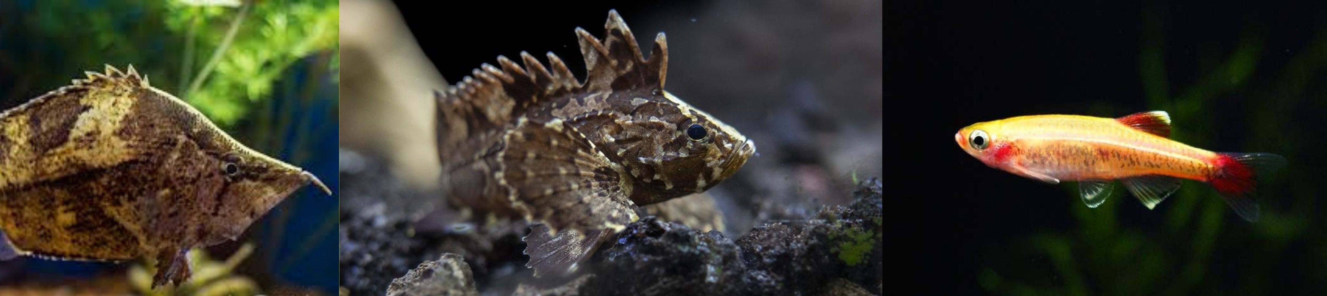 Miscellaneous Fish