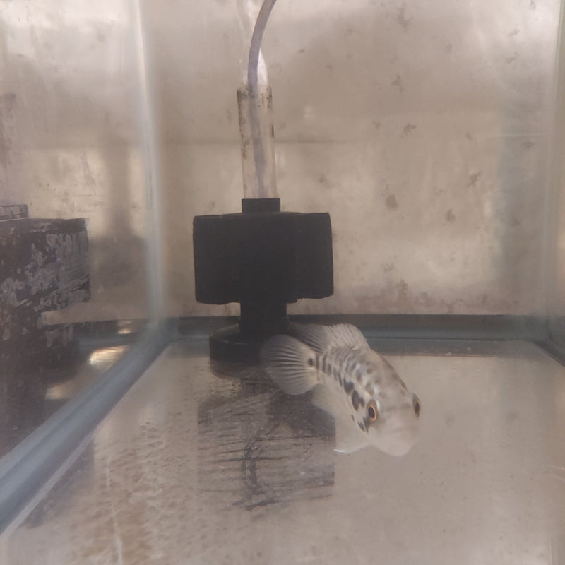 JAGUAR CICHLID 4.0" UNSEXED (Parachromis managuensis)