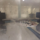 JAGUAR CICHLID 6" UNSEXED (Parachromis managuensis)