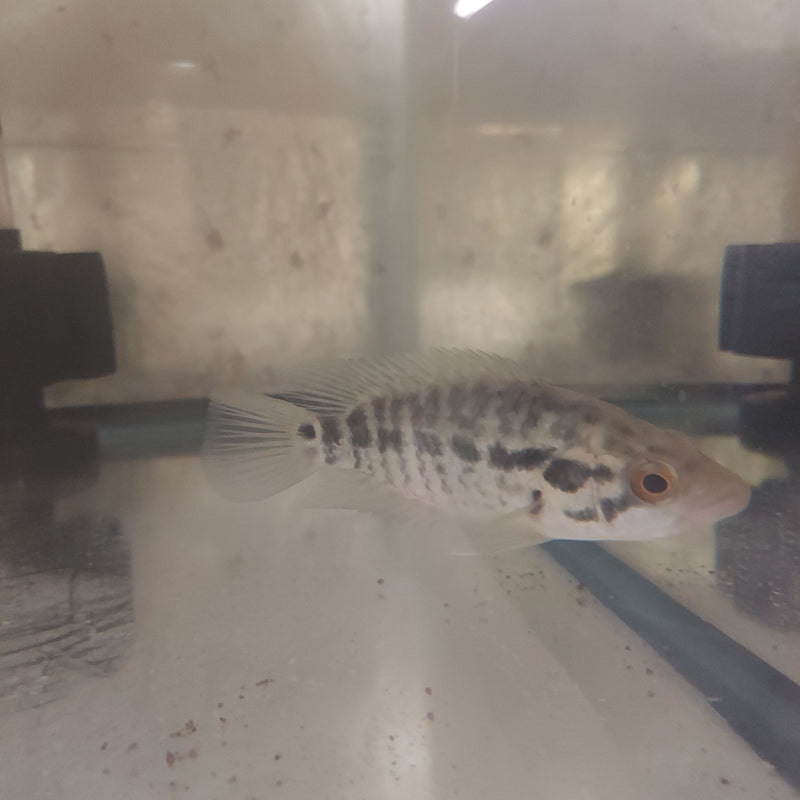 JAGUAR CICHLID 4.0" UNSEXED (Parachromis managuensis)