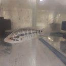 JAGUAR CICHLID 6" UNSEXED (Parachromis managuensis)