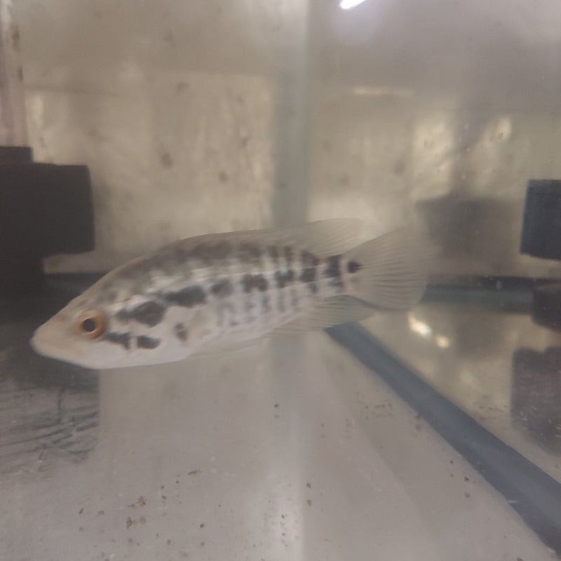 JAGUAR CICHLID 4.0" UNSEXED (Parachromis managuensis)