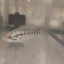 JAGUAR CICHLID 6" UNSEXED (Parachromis managuensis)