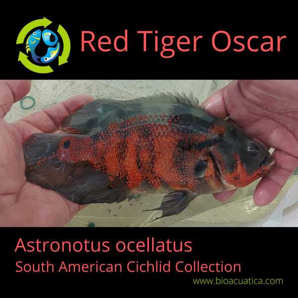 GREAT QUALITY RED TIGER OSCAR 4 INCH UNSEXED (Astronotus ocellatus)