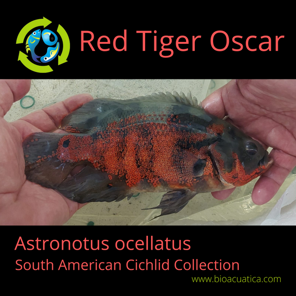 GREAT QUALITY RED TIGER OSCAR 2 to 2.5 INCH UNSEXED (Astronotus ocellatus)