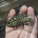 GREAT CUBAN CICHLID 3.0" (Nandopsis tetracanthus) UNSEXED
