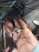 HARD TO FIND CRIBOHEROS ROSTRATUS 1.0 TO 1.5 INCHES UNSEXED ( C rostratus )