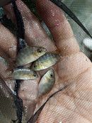 HARD TO FIND CRIBOHEROS ROSTRATUS 1.0 TO 1.5 INCHES UNSEXED ( C rostratus )