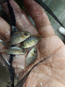 HARD TO FIND CRIBOHEROS ROSTRATUS 1.0 TO 1.5 INCHES UNSEXED ( C rostratus )