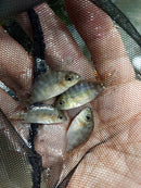 HARD TO FIND CRIBOHEROS ROSTRATUS 1.0 TO 1.5 INCHES UNSEXED ( C rostratus )